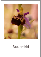Ophrys umbilicata
Bee orchid