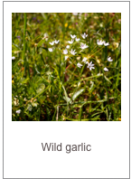 ￼Allium subhirsutum 
Wild garlic