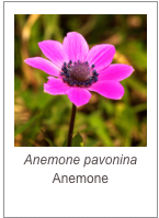 ￼Anemone pavonina
Anemone