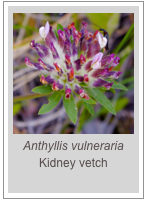 ￼Anthyllis vulneraria
Kidney vetch