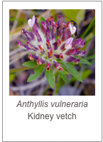 ￼Anthyllis vulneraria
Kidney vetch