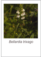 ￼Bellardia trixago
