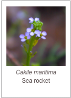 ￼Cakile maritima
Sea rocket