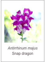 ￼Antirrhinum majus
Snap dragon