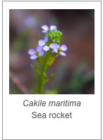 ￼Cakile maritima
Sea rocket