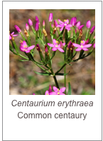 ￼Centaurium erythraea
Common centaury