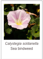 ￼Calystegia soldanella
Sea bindweed
