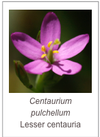 ￼Centaurium pulchellum
Lesser centauria