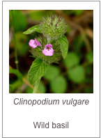 ￼Clinopodium vulgare

Wild basil