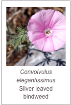 ￼Convolvulus elegantissimus
Silver leaved bindweed