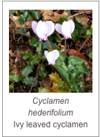 ￼Cyclamen hederifolium
Ivy leaved cyclamen