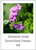 ￼Geranium molle
Dove's-foot Cranes-bill