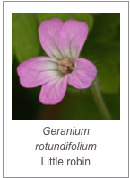 ￼Geranium rotundifolium
Little robin