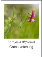 ￼Lathyrus digitatus
Grass vetchling