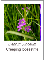 ￼Lythrum junceum
Creeping loosestrife