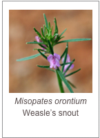 ￼Misopates orontium
Weasle’s snout