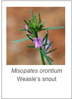 ￼Misopates orontium
Weasle’s snout