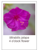￼Mirabilis jalapa
4 o'clock flower