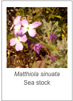￼Matthiola sinuata
Sea stock