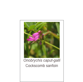 ￼Onobrychis caput-galli
Cockscomb sanfoin