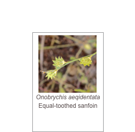 ￼Onobrychis aeqidentata
Equal-toothed sanfoin