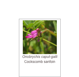 ￼Onobrychis caput-galli
Cockscomb sanfoin