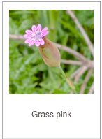 ￼Petrorhagia dubia
Grass pink