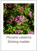 ￼Plocama calabrica
Stinking madder