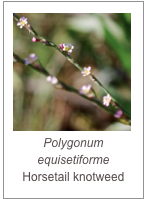 ￼Polygonum equisetiforme
Horsetail knotweed