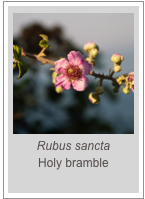 ￼Rubus sancta
Holy bramble