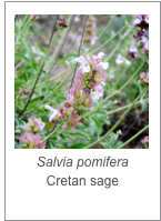 ￼Salvia pomifera
Cretan sage