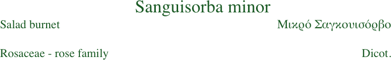 Sanguisorba minor
Salad burnet                                                                         Μικρό Σαγκουισόρβο

Rosaceae - rose family                                                                                     Dicot.