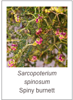 ￼Sarcopoterium spinosum
Spiny burnett