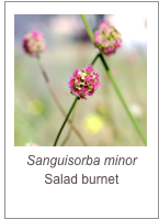 ￼Sanguisorba minor
Salad burnet
