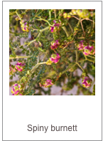 ￼Sarcopoterium spinosum
Spiny burnett