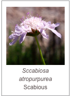 ￼Sccabiosa atropurpurea
Scabious
