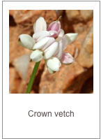 ￼Securigera parviflora
Crown vetch