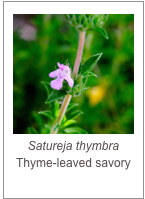 ￼Satureja thymbra
Thyme-leaved savory