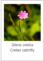 ￼Silene cretica
Cretan catchfly
