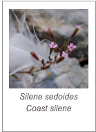 ￼Silene sedoides
Coast silene