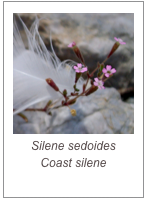 ￼Silene sedoides
Coast silene