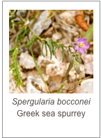 ￼Spergularia bocconei
Greek sea spurrey