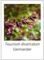 ￼Teucrium divaricatum
Germander