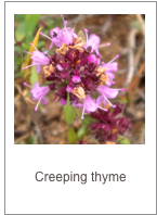￼Thymus longicaulis
Creeping thyme