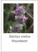 ￼Stachys cretica
Woundwort
