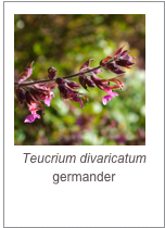 ￼Teucrium divaricatum
germander