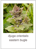 ￼Ajuga orientalis
eastern bugle