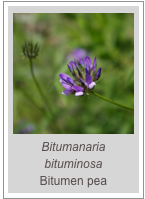 ￼Bitumanaria bituminosa
Bitumen pea
