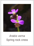 ￼Arabis verna
Spring rock cress
