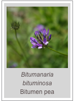 ￼Bitumanaria bituminosa
Bitumen pea